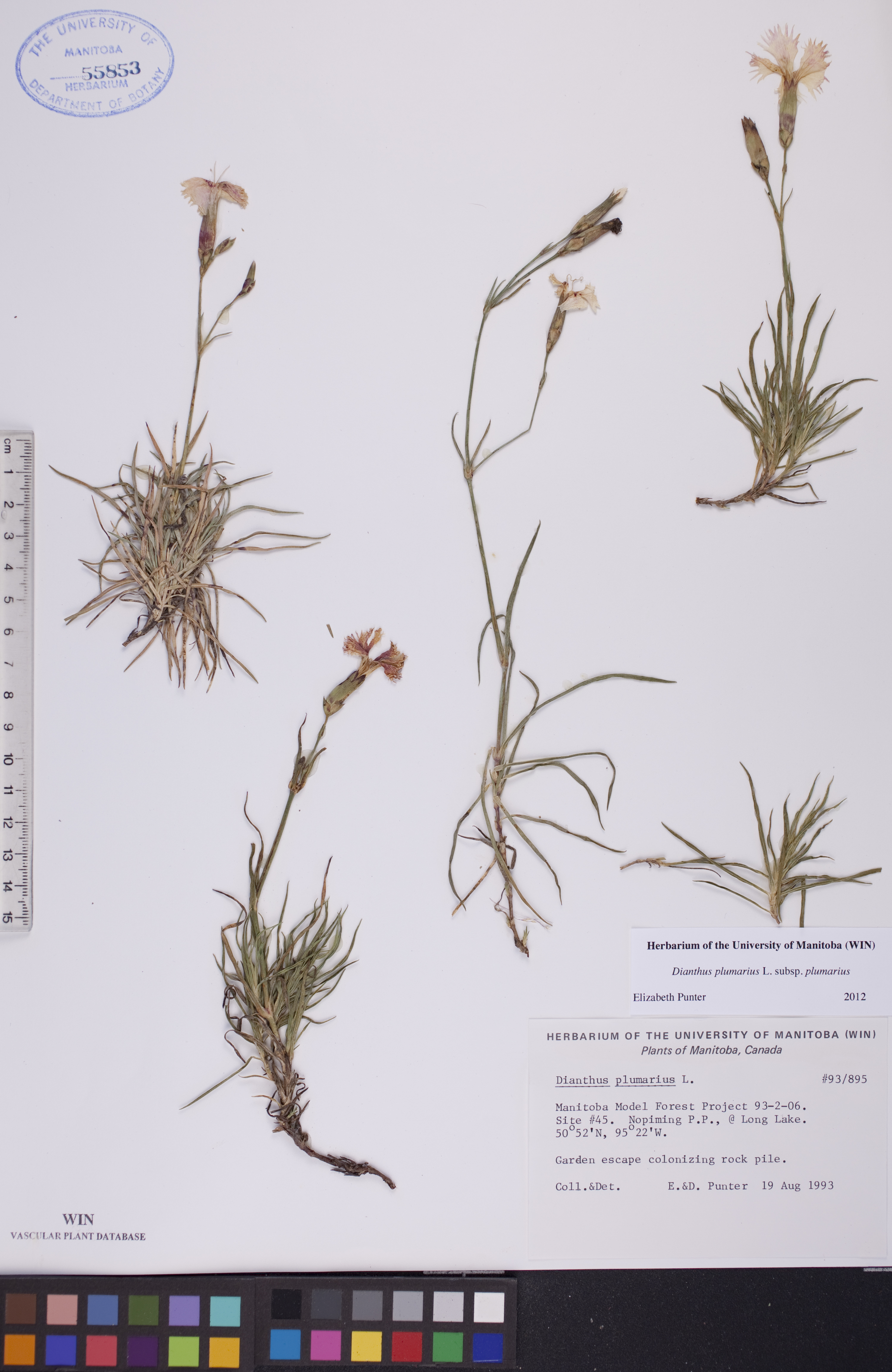 Dianthus plumarius subsp. plumarius image